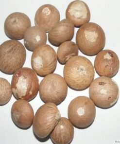 BETEL NUTS