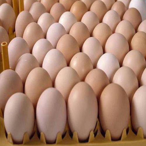 hatching-eggs.jpg