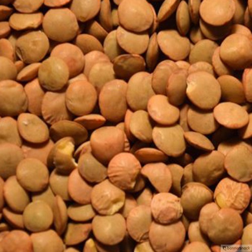 lentils.jpg